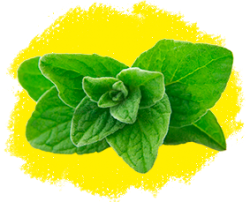 Душица (орегано)