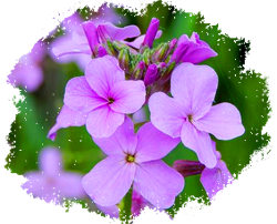 Хесперис (гесперис, ночная фиалка)