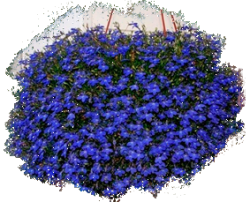 Лобелия однолетняя