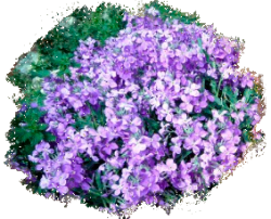 Маттиола двурогая (ночная фиалка)