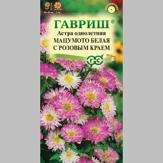 Астра Мацумото Белая с розовым краем