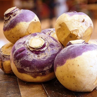 Брюква Верейская