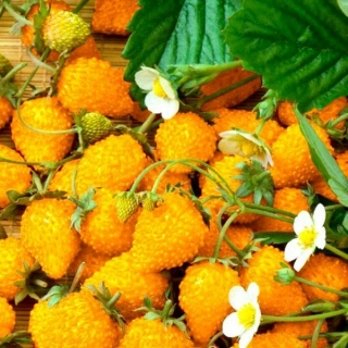 Земляника Желтое чудо