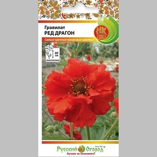 Гравилат Ред Драгон махровый