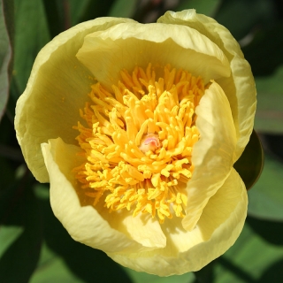 Пион Млокосевича (большой пакет)