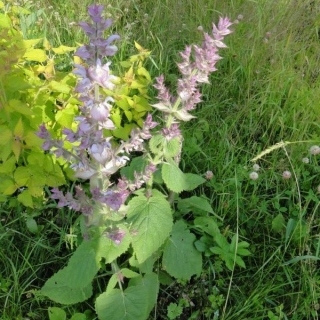 Шалфей Вознесенский 24