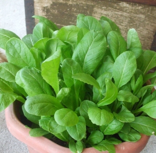 Горчица Ядрёная сарептская (салатная)