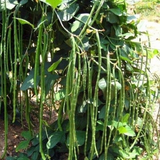 Вигна Каланча