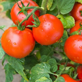 Томат Санька (*Банка)