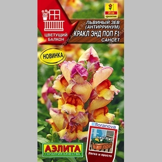 Львиный зев Кракл энд Поп F1 Сансет