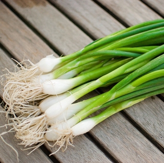 Лук Тотем F1