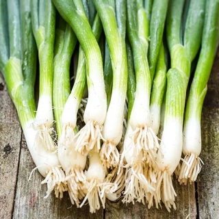 Лук Русский зимний