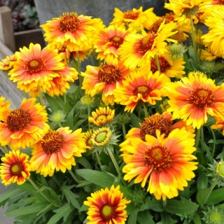 Гайлардия Меса Брайт Биколор