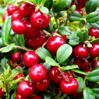 Брусника Коралл