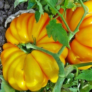 Томат Лотарингская красавица желтая