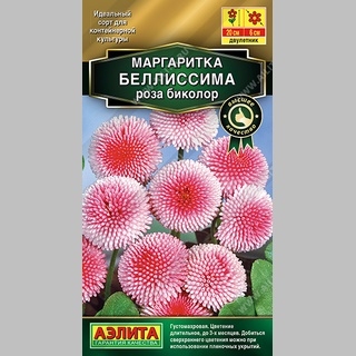 Маргаритка Беллиссима Роза Биколор