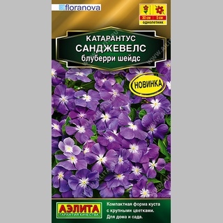 Катарантус Санджевелс Блуберри Шейдс