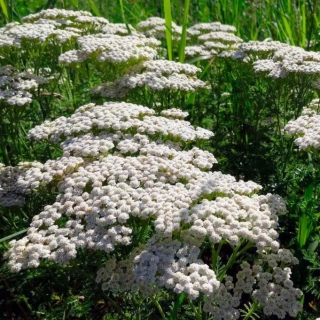 Тысячелистник Волшебный Лекарь