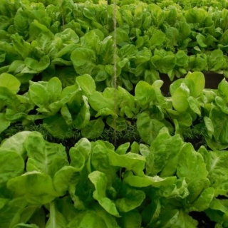 Салат Московский парниковый