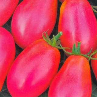 Томат Грушка консервная розовая