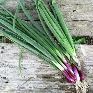 Лук Красный (батун)