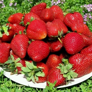 Земляника (Клубника) Гигант русский F1