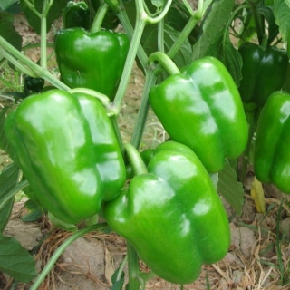 Перец Зеленое Чудо (большой пакет)