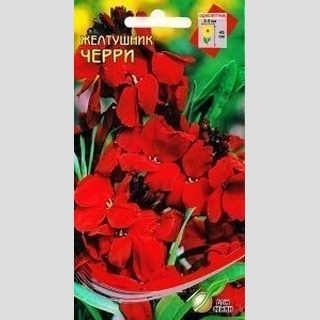 Желтушник (Лакфиоль) Черри