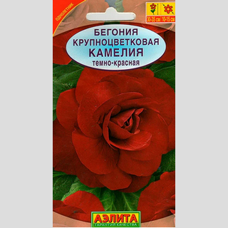 Бегония Камелия Темно-красная
