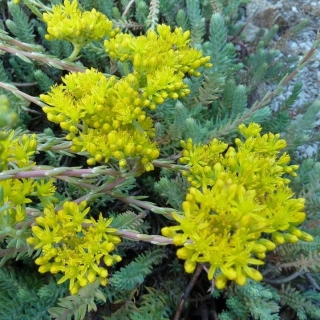 Очиток Блу Форест отогнутый (седум)