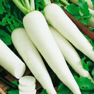 Дайкон Носорог