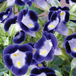 Торения Мармелад Черничный