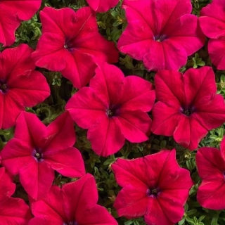 Петуния Водопадия F1 Бургундия