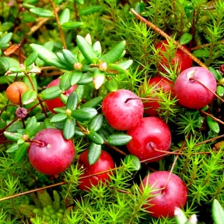 Клюква Бен Лир