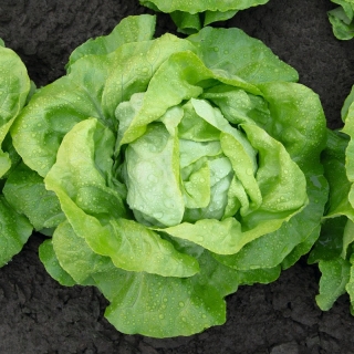 Салат Пекин