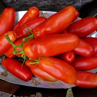 Томат Аурия (Адам) (большой пакет)