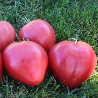 Томат Королева сердец