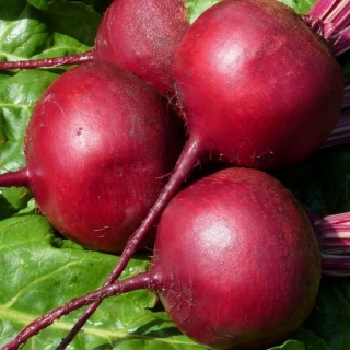 Свекла Пани Божена (большой пакет)