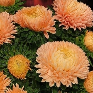 Астра Хризантелла Золотая осень