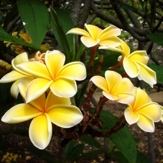 Плюмерия Манго (большой пакет)