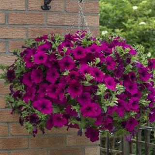 Петуния Водопадия F1 Фиолетовая