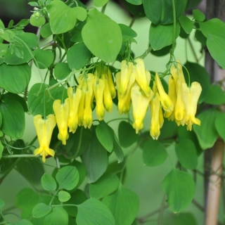 Дицентра Золотые слёзы