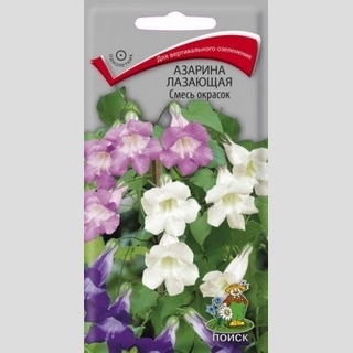 Азарина Смесь окрасок (лазающая)