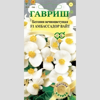 Бегония Амбассадор Вайт F1 вечноцветущая