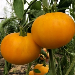 Томат Бабушкин Поцелуй