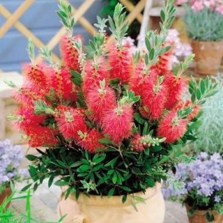 Краснотычинник Бенгальская свеча (Каллистемон прекрасный)