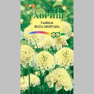 Скабиоза Фата-моргана