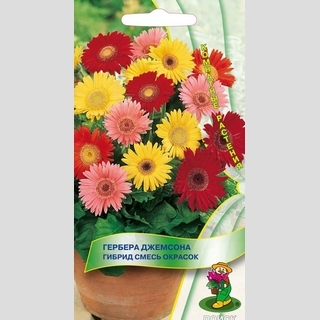 Гербера Джемсона Гибрид смесь