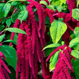 Амарант Малиновые бусы