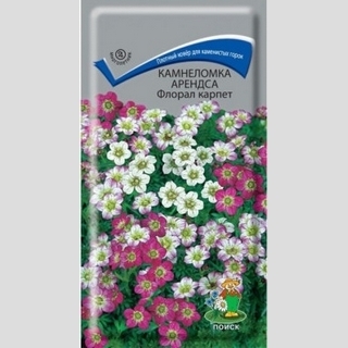 Камнеломка Флорал карпет